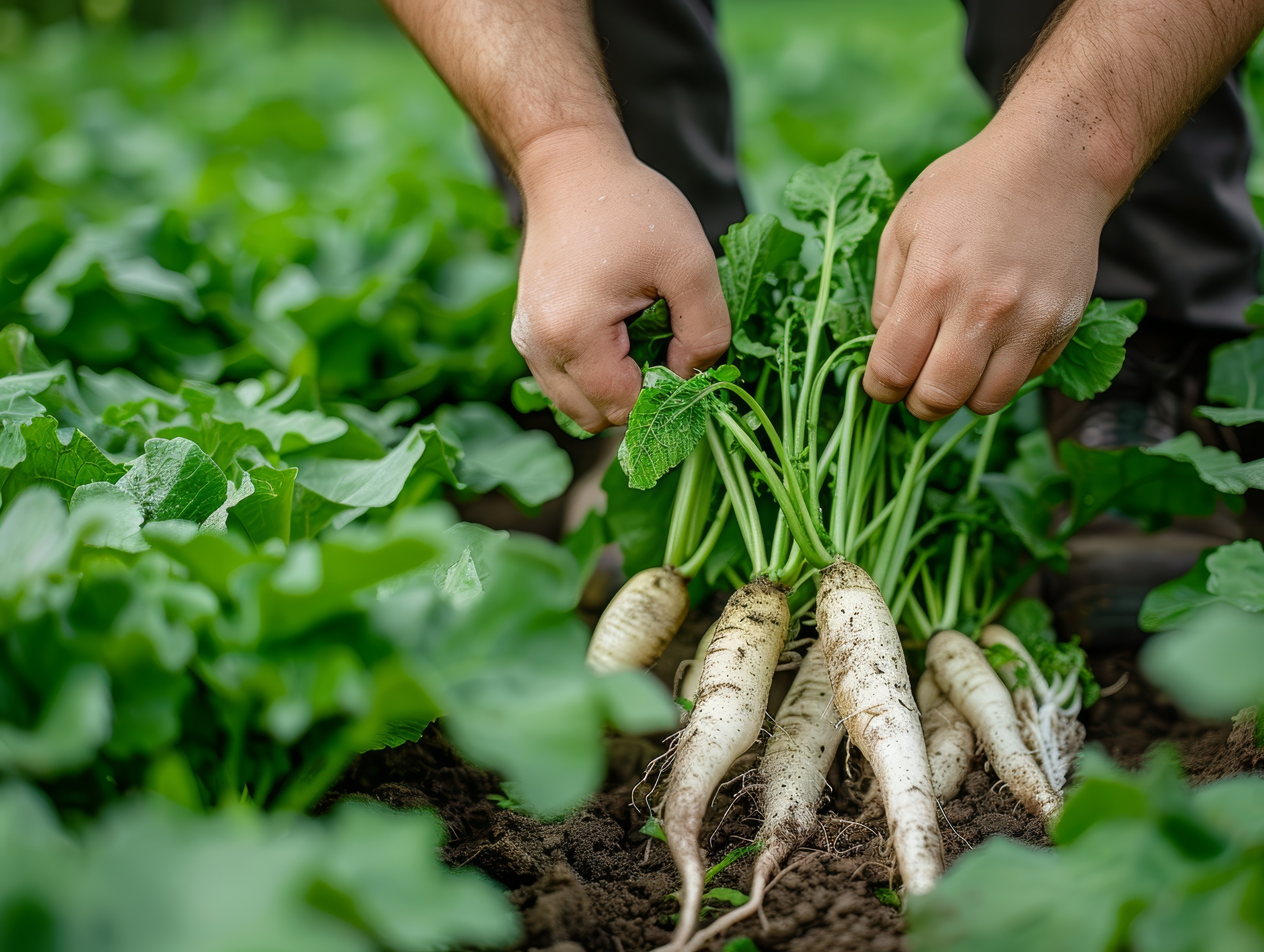 Hands pulling radishes from the radish field