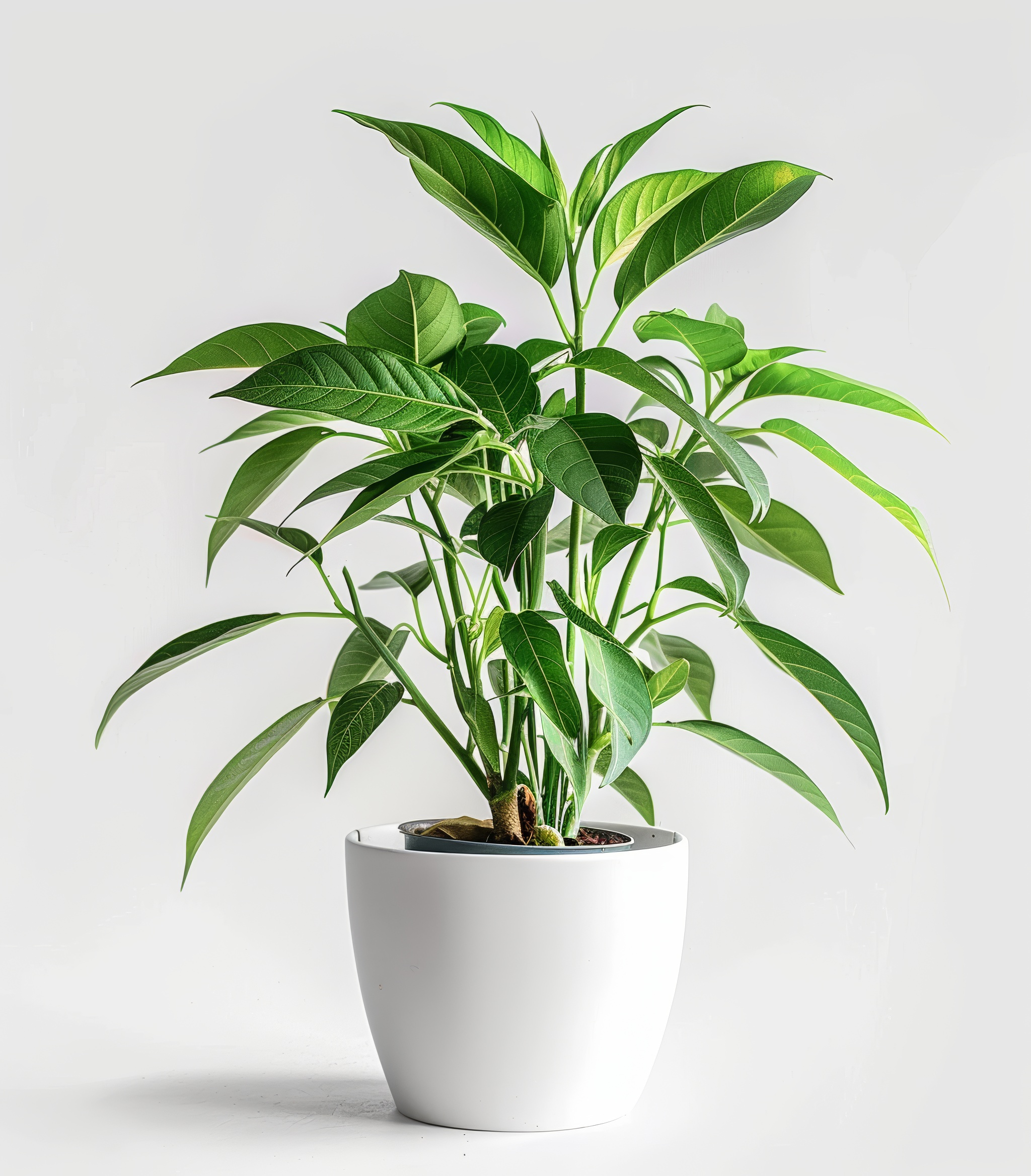 Home flower with long stem and green leaves isolated on white background
