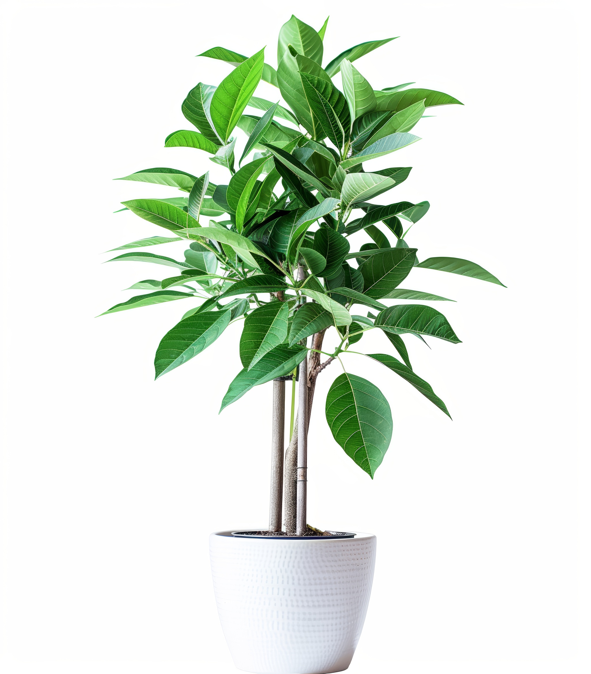 Home flower with long stem and green leaves isolated on white background
