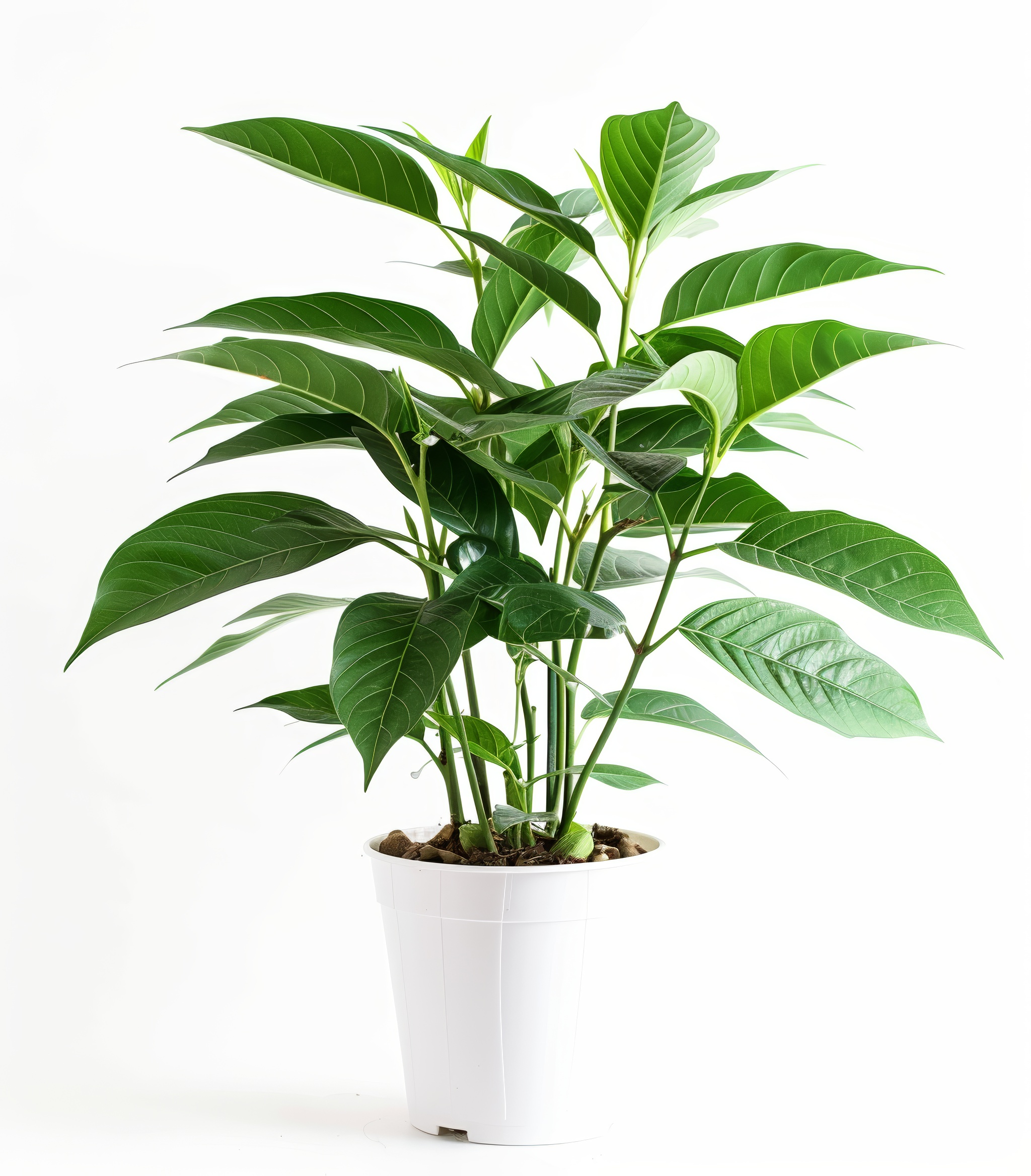 Home flower with long stem and green leaves isolated on white background