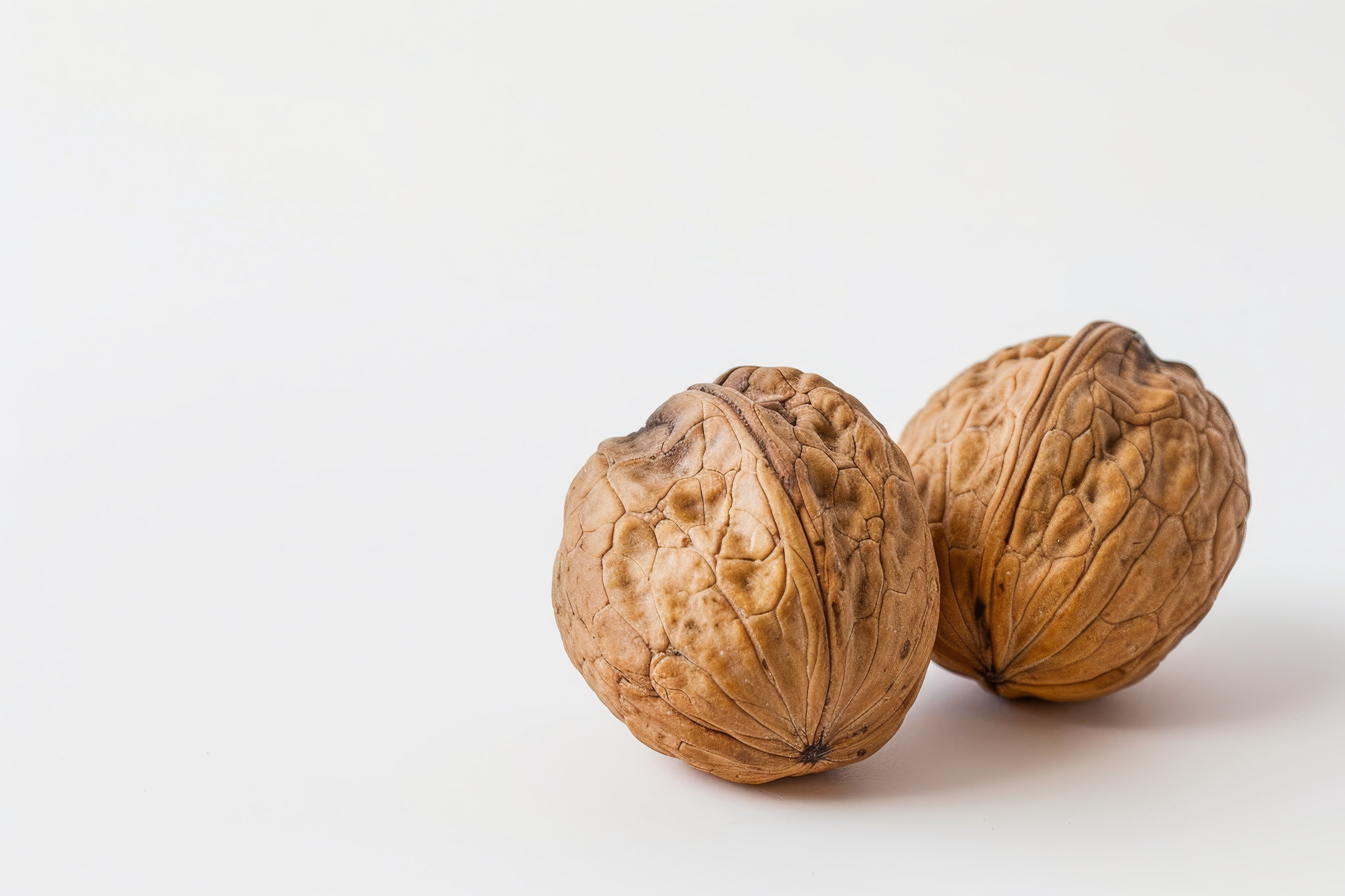 Two walnuts closeup on a white background