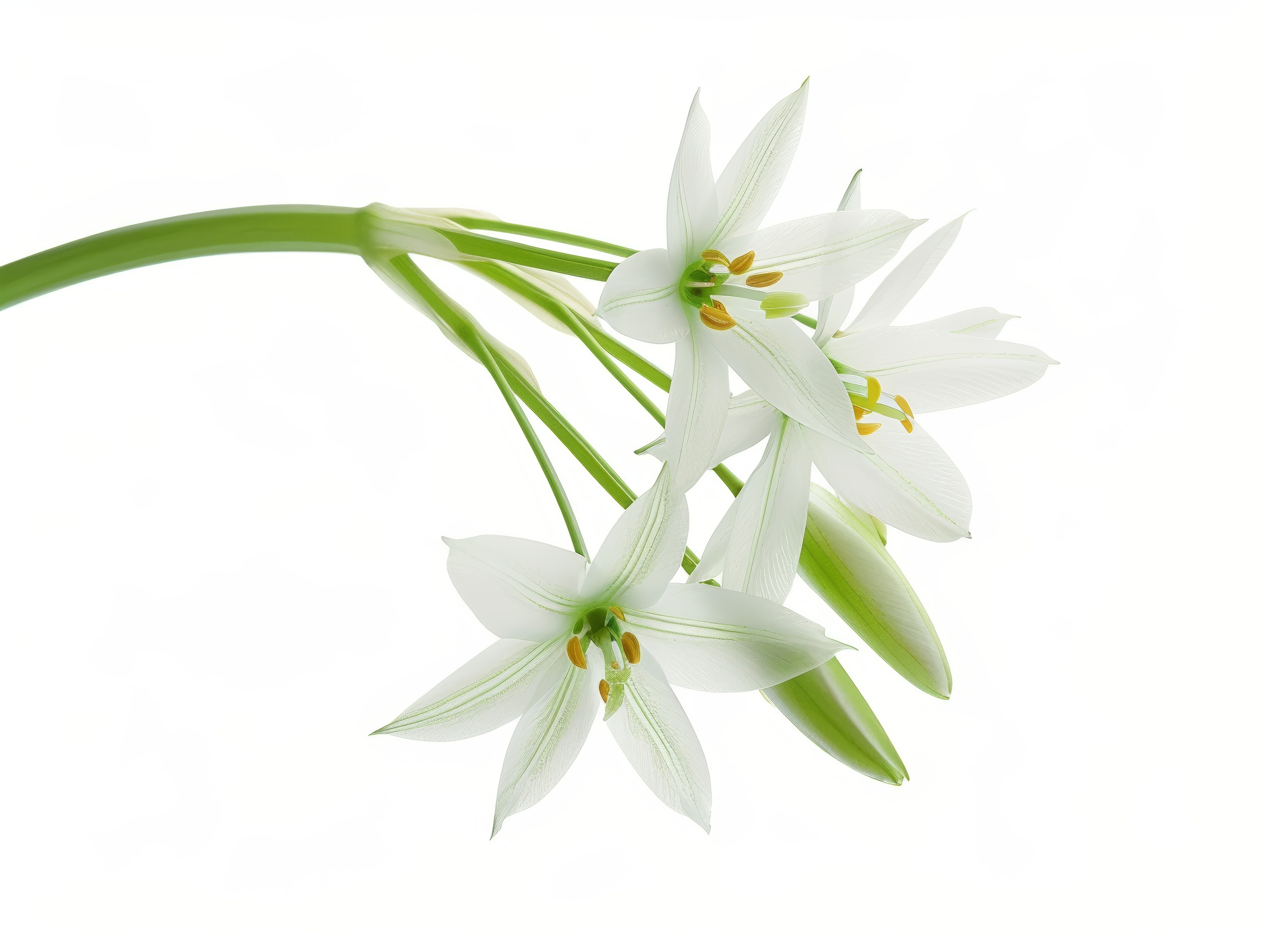 White flower with 6 petals in the shape of a lily, isolated on a white background